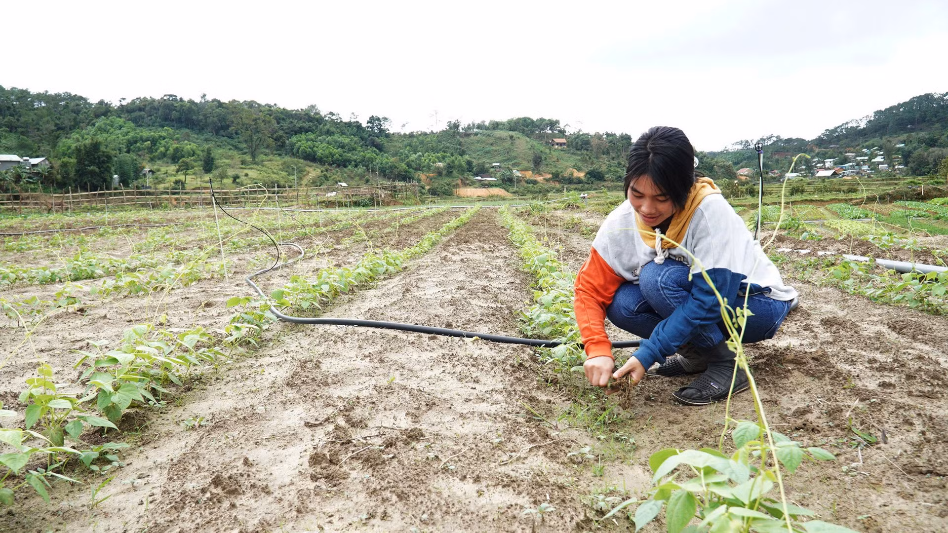 Chị Y Lợi phấn khởi khi quyết định chuyển đổi cây trồng, sang canh tác rau, củ xứ lạnh.