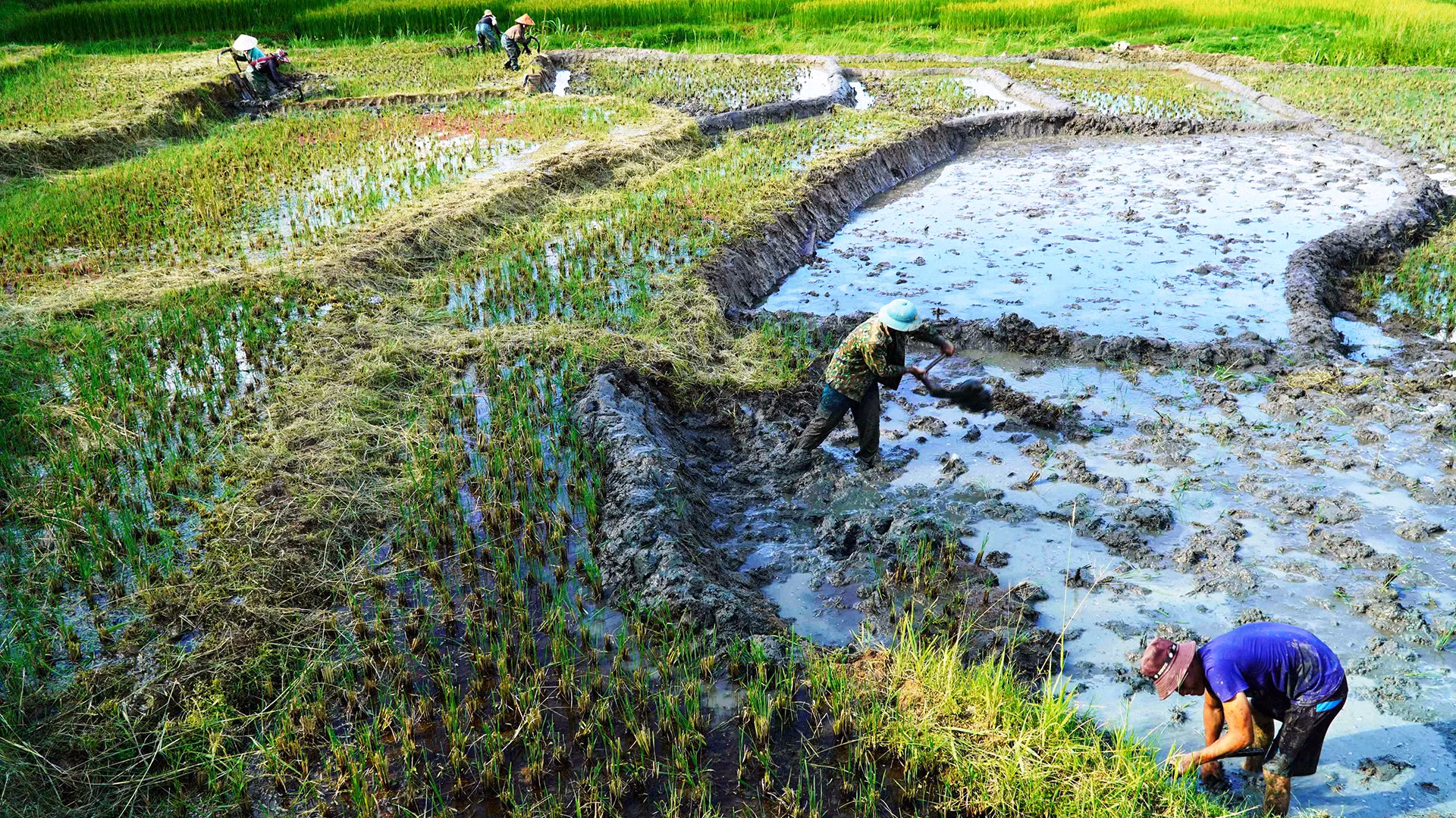 Thôn Làng Mới phát triển được 35ha lúa 2 vụ. Thôn Làng Mới phát triển được 35ha lúa 2 vụ.