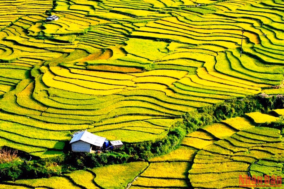 Những ngôi nhà êm đềm trên thảm lúa vàng.