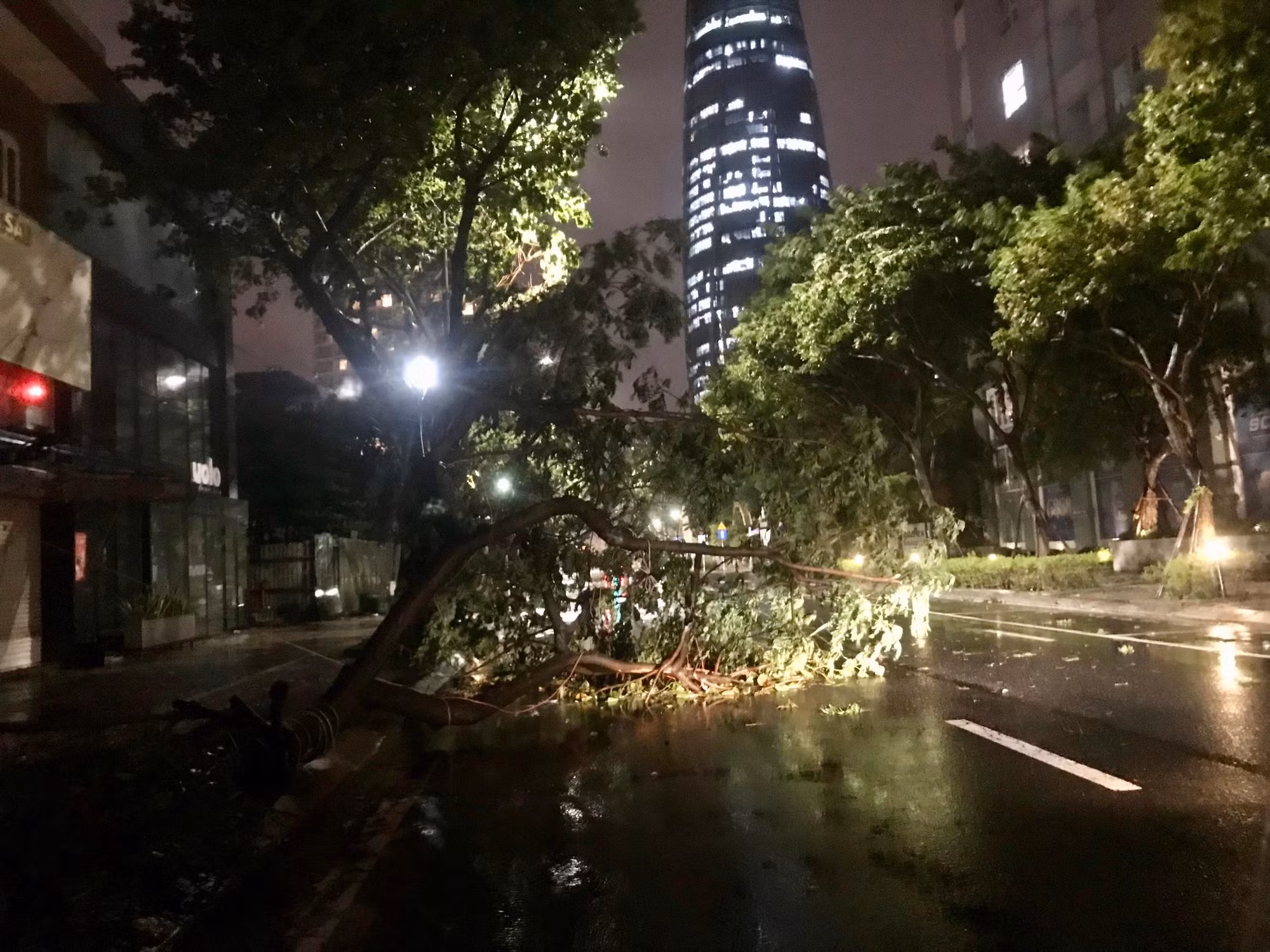 Cây đổ trên đường Trần Phú, Đà Nẵng. (Ảnh: ANH ĐÀO)