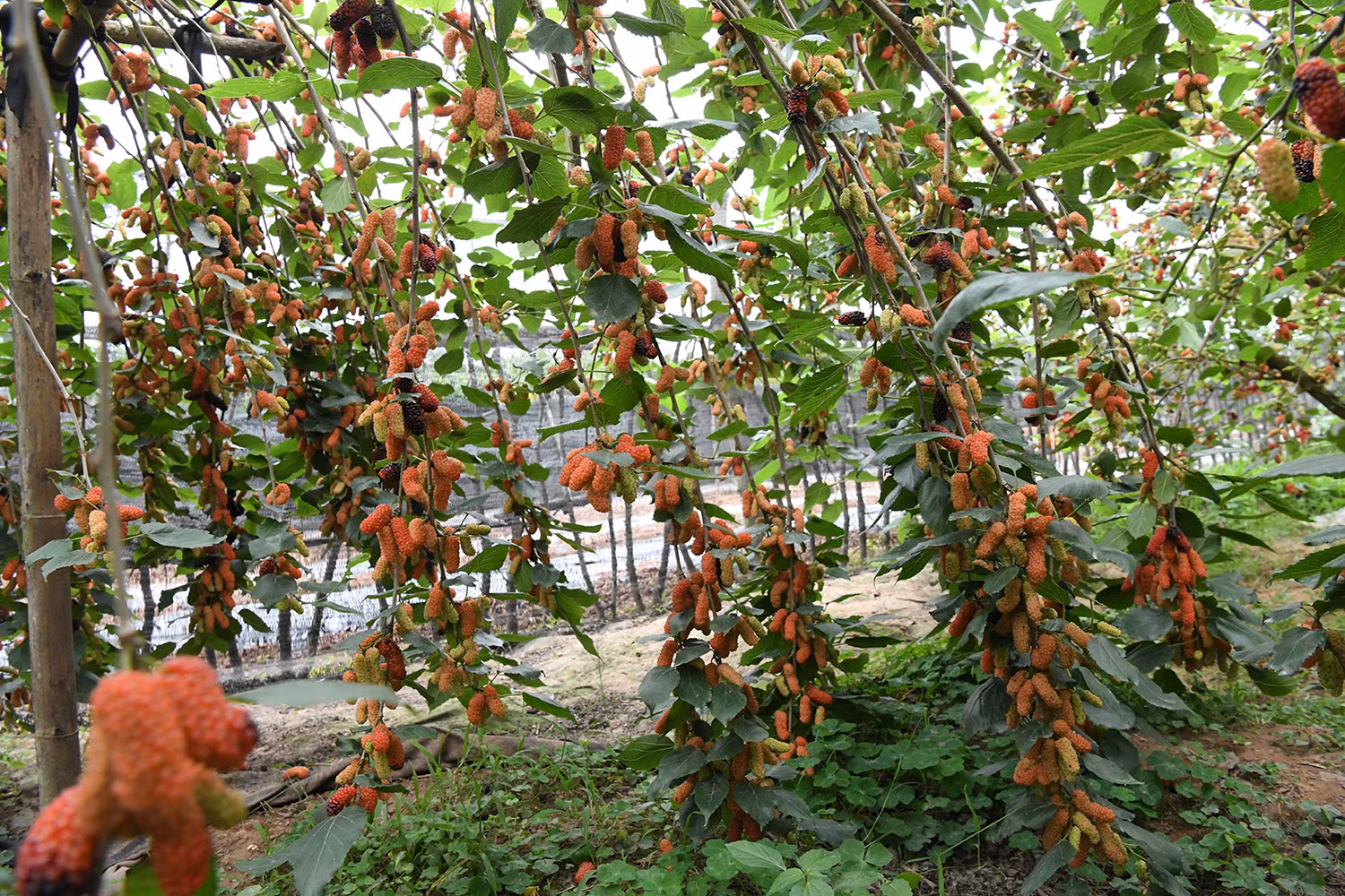 Lợi thế đất đai ven sông cùng khí hậu thuận lợi giúp cây dâu phát triển xanh tốt, cho năng suất ổn định. Năm nay, nhờ thời tiết ít sương muối và lượng mưa vừa phải, chất lượng quả được đánh giá cao, giá bán đầu vụ tại vườn dao động từ 15.000-20.000 đồng/kg.