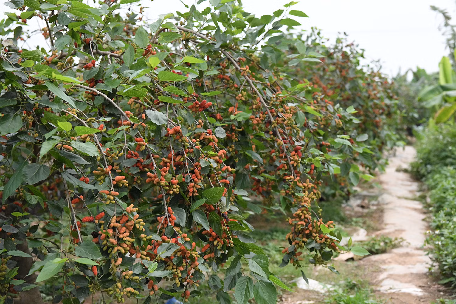 Từng gắn bó với nghề nuôi tằm truyền thống, khoảng 17 năm trở lại đây, người dân xã Hiệp Thuận, huyện Phúc Thọ (Sơn Tây - Hà Nội) đã chuyển sang trồng dâu lấy quả, mang lại hiệu quả kinh tế rõ rệt.