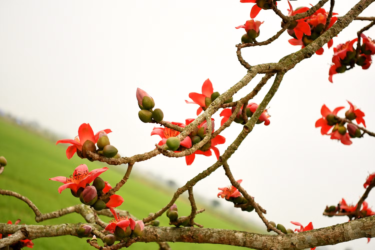Khi xuân đã nhạt, hạ về, cây gạo trút bỏ hết lá, để lại những cành khẳng khiu vươn lên nhuộm đỏ một khoảng trời.