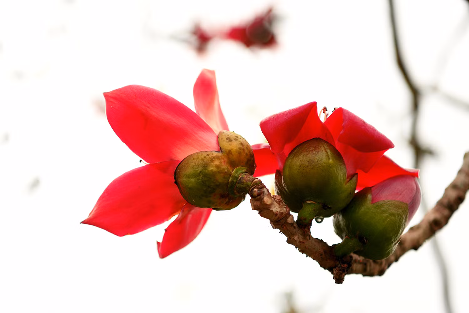 Mùa hoa gạo - thắp lửa trời tháng ba.