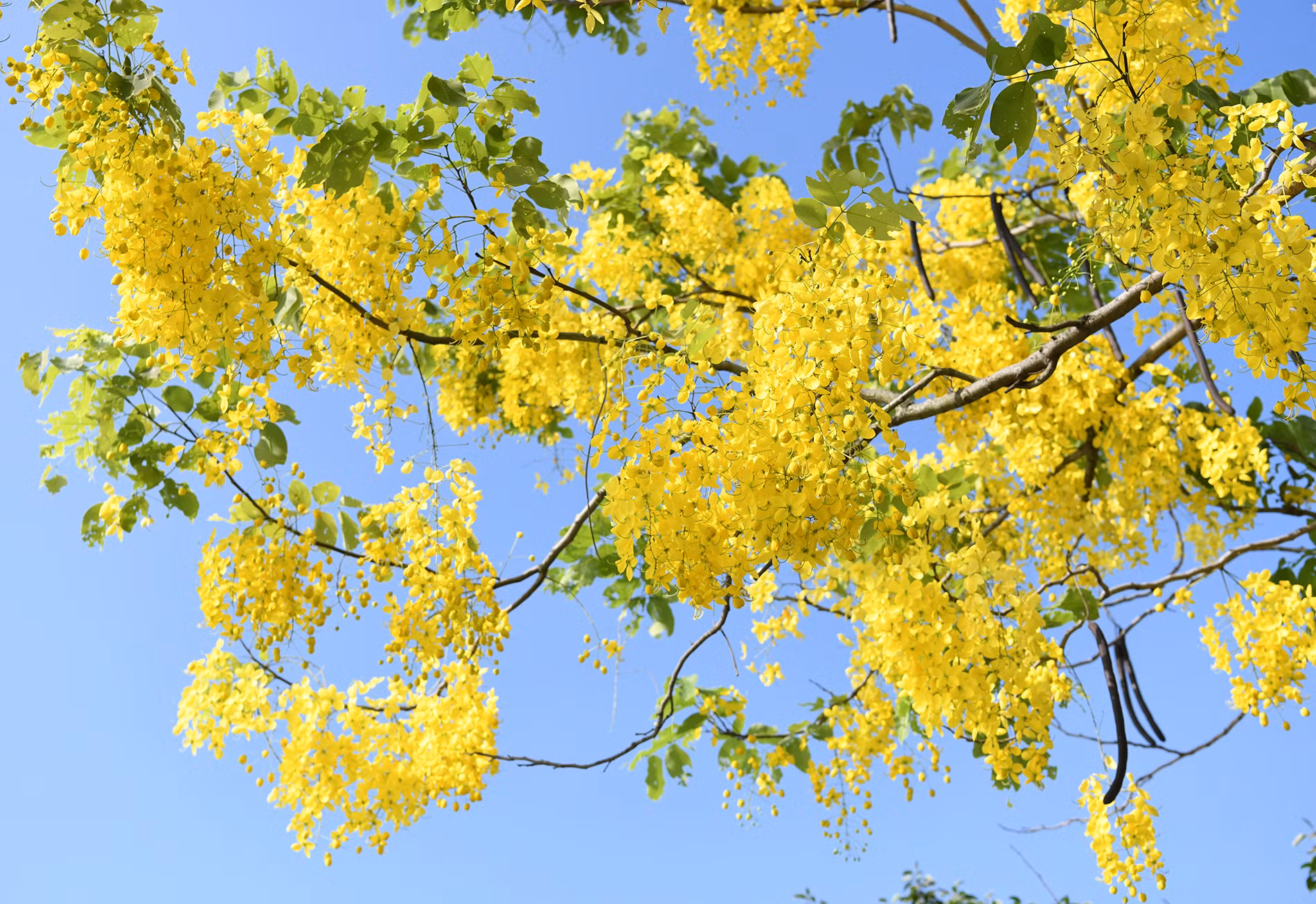 Mùa hoa hoàng yến. (Ảnh: THẾ DƯƠNG)