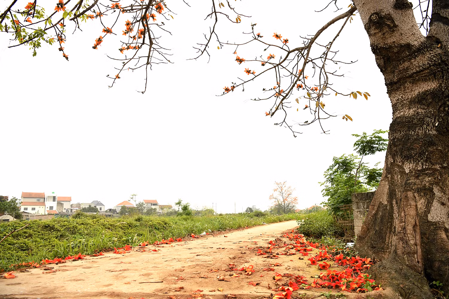 Đứng lặng lẽ nơi đầu làng, bến nước hay sân đình, cây gạo như một chứng nhân thầm lặng của vùng quê Bắc Bộ.