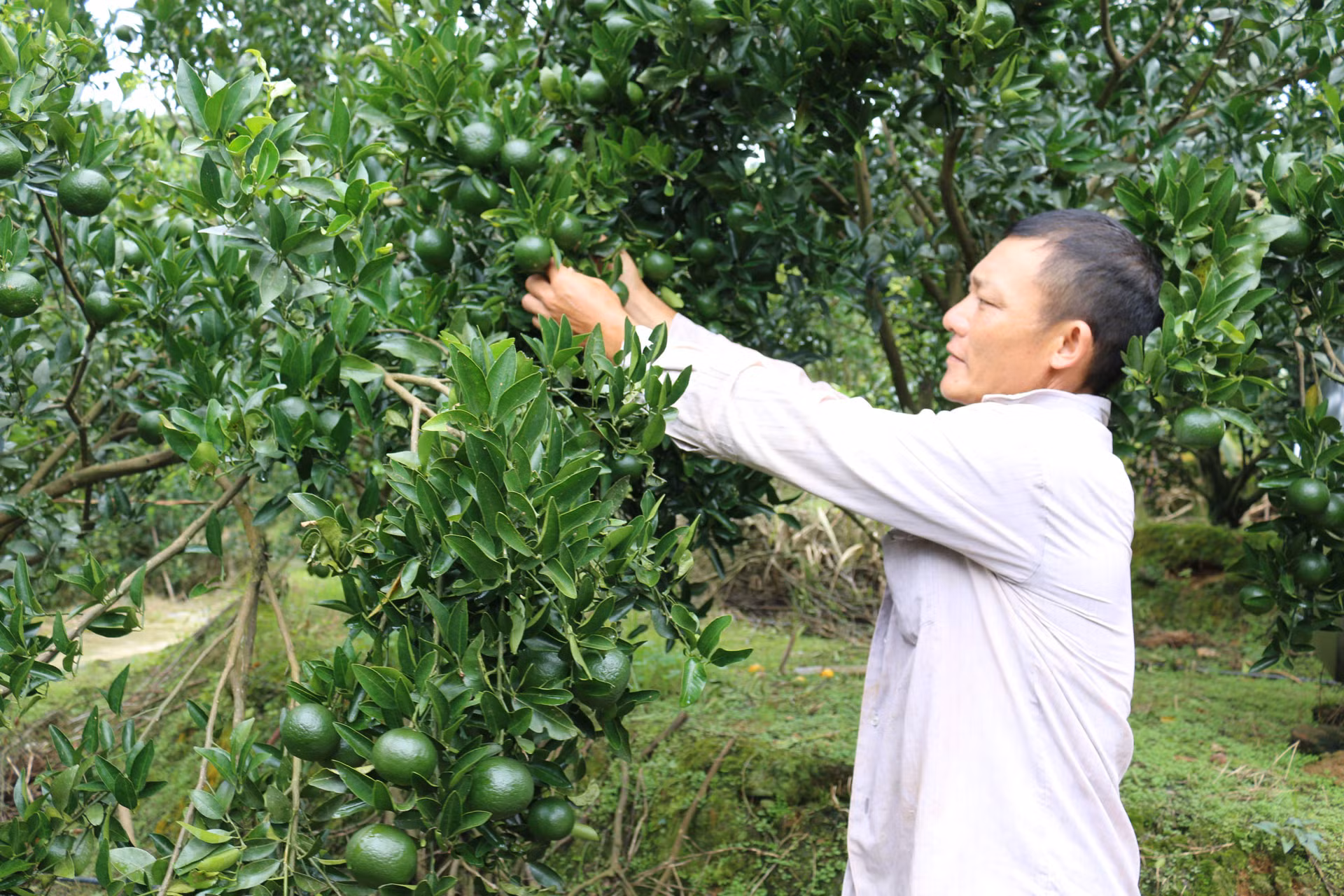Cây quýt đã giúp gia đình anh Lù Tỉn Phà thoát nghèo, từng bước ổn định kinh tế gia đình. Cây quýt đã giúp gia đình anh Lù Tỉn Phà thoát nghèo, từng bước ổn định kinh tế gia đình.