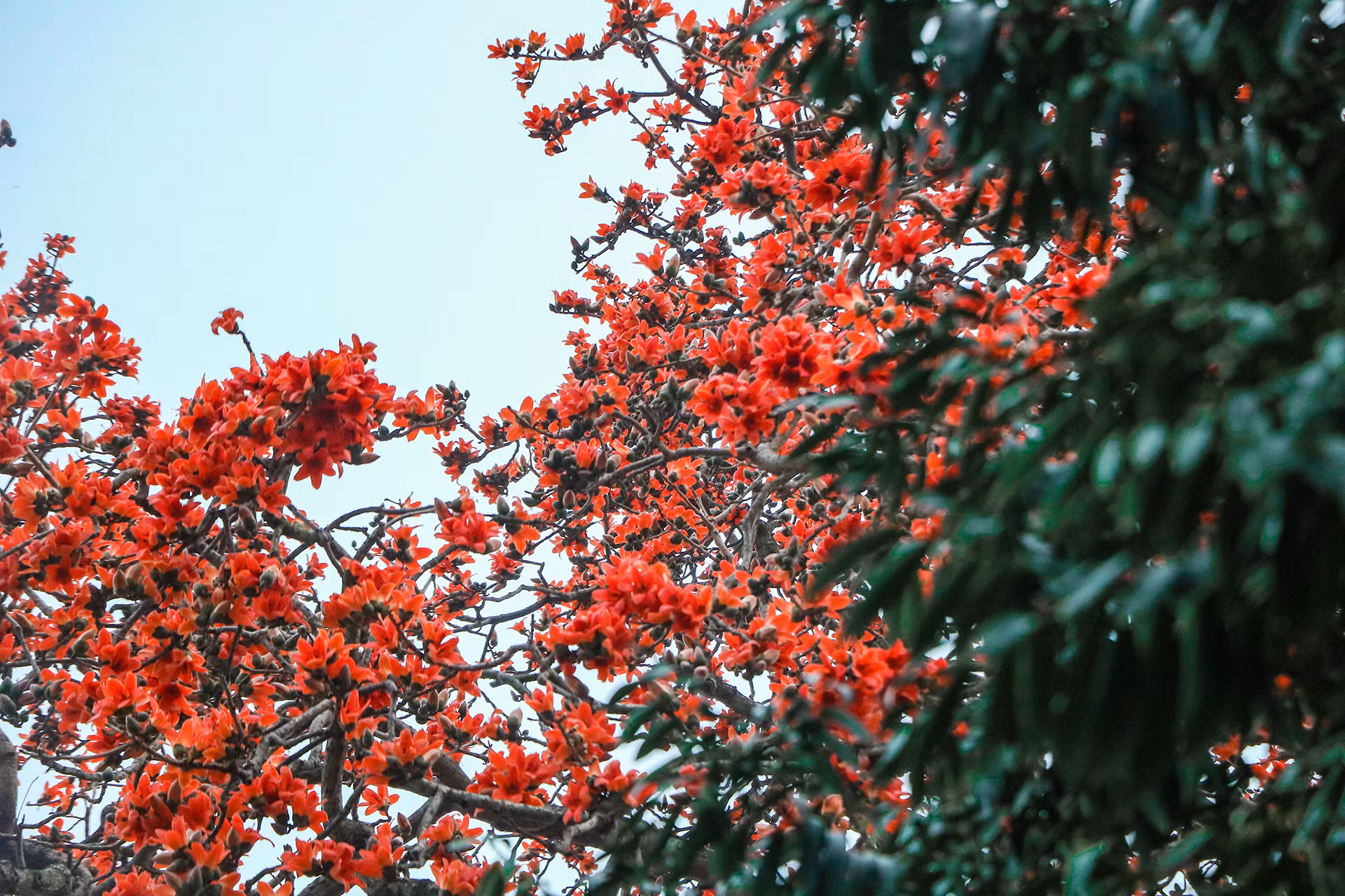 [Ảnh] Rực rỡ hoa gạo tháng 3 ảnh 14