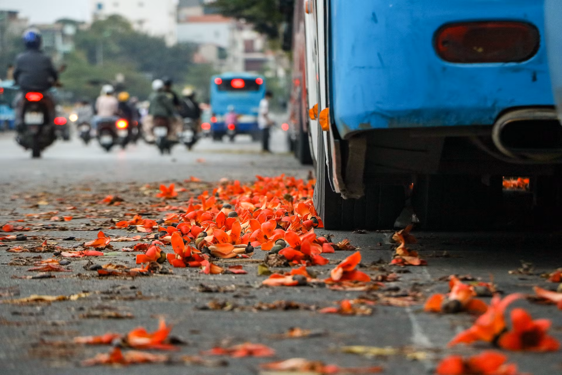 [Ảnh] Rực rỡ hoa gạo tháng 3 ảnh 12