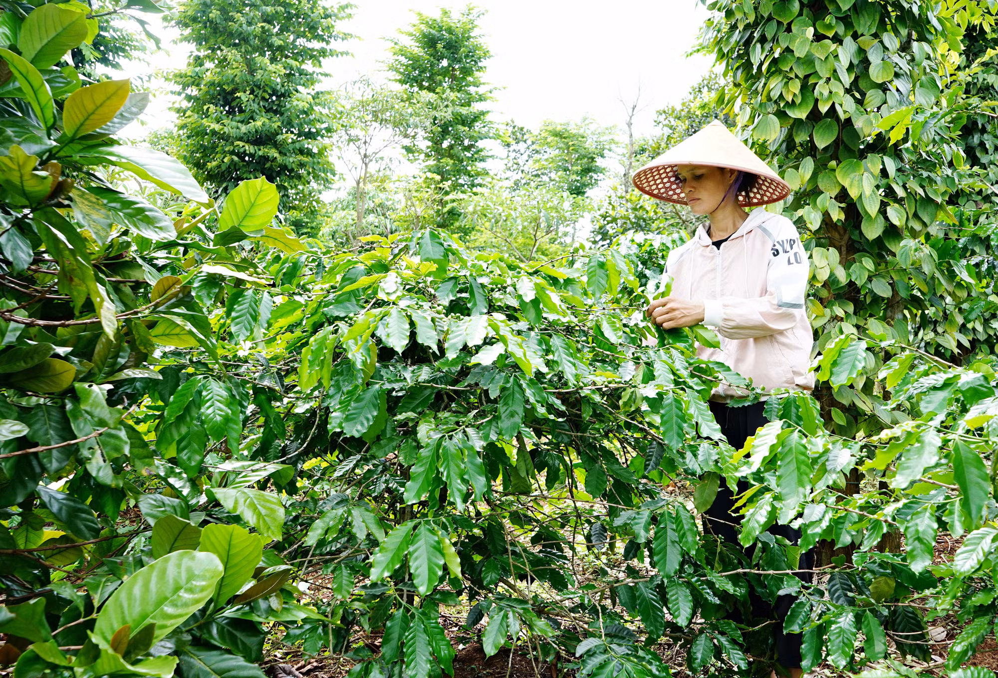 Vườn cà-phê tái canh ở xã Hướng Phùng, huyện Hướng Hóa. Vườn cà-phê tái canh ở xã Hướng Phùng, huyện Hướng Hóa.