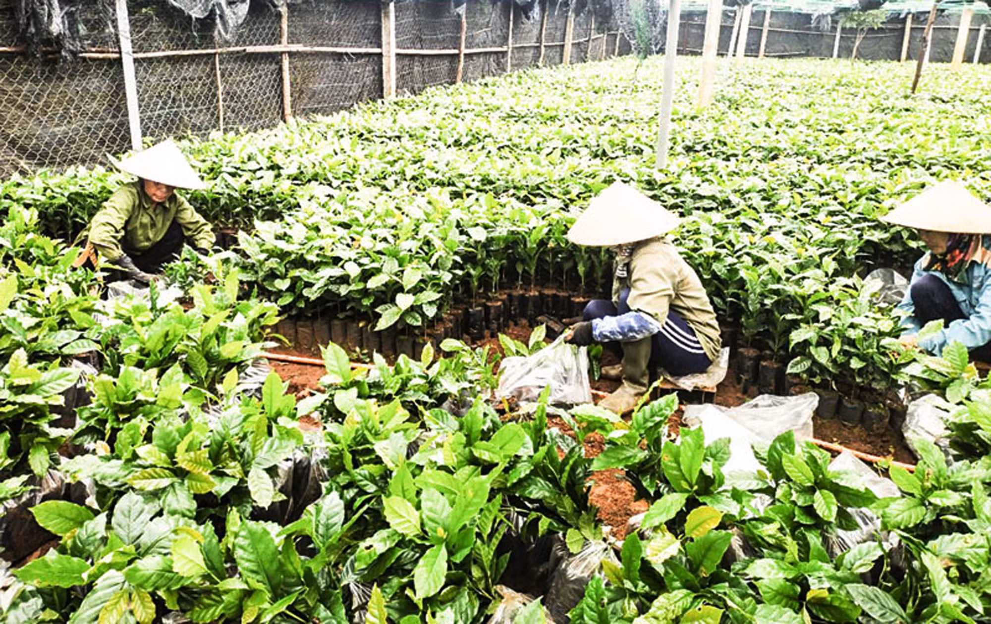 Vườn giống cà-phê phục vụ tái canh ở Hướng Hóa. Vườn giống cà-phê phục vụ tái canh ở Hướng Hóa.