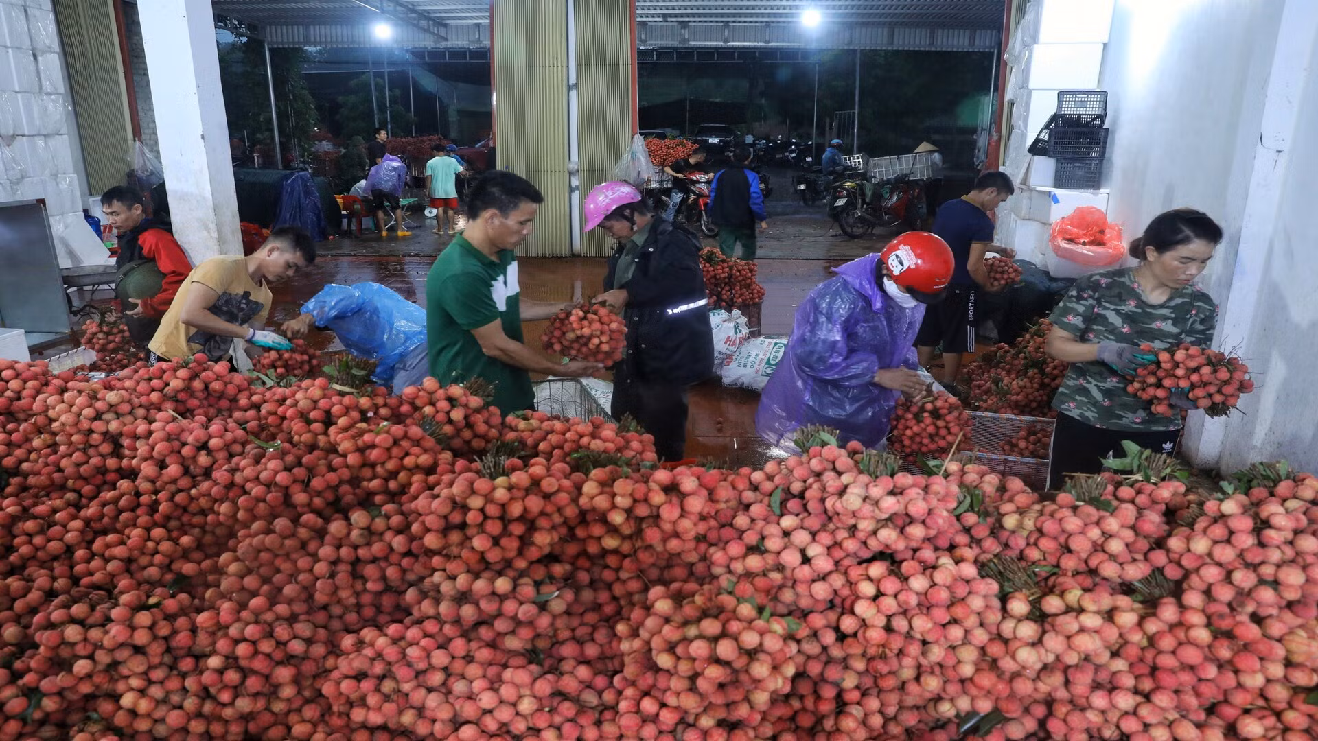 Vải thiều đang được đẩy mạnh xuất khẩu sang Nhật Bản trong những năm gần đây.