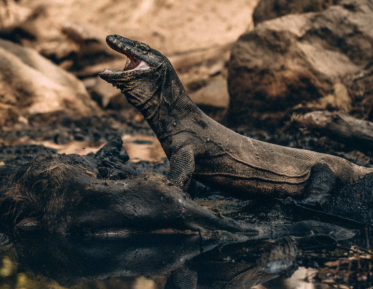 Nước bọt của rồng Komodo chứa hơn 50 chủng vi khuẩn khác nhau có thể khiến con mồi tử vong. Ảnh Helloflores Nước bọt của rồng Komodo chứa hơn 50 chủng vi khuẩn khác nhau có thể khiến con mồi tử vong. Ảnh Helloflores