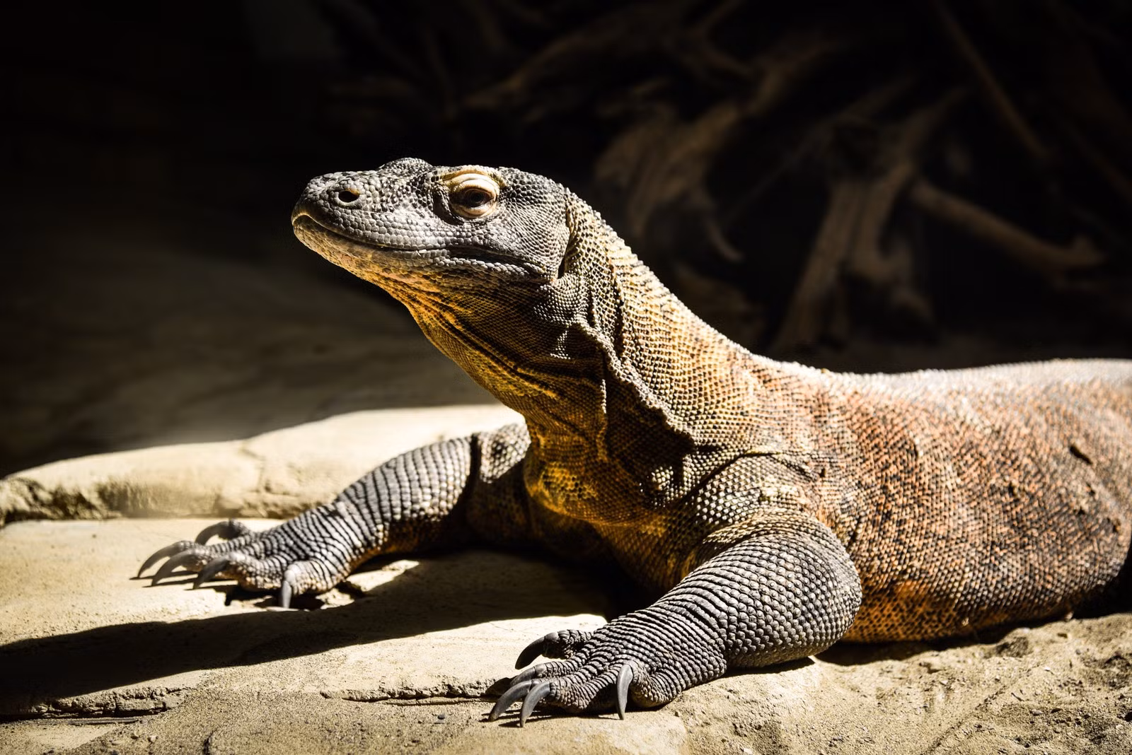 Rồng Komodo là loài động vật đặc hữu và vô cùng nguy cấp, quý, hiếm. Ảnh Helloflores Rồng Komodo là loài động vật đặc hữu và vô cùng nguy cấp, quý, hiếm. Ảnh Helloflores