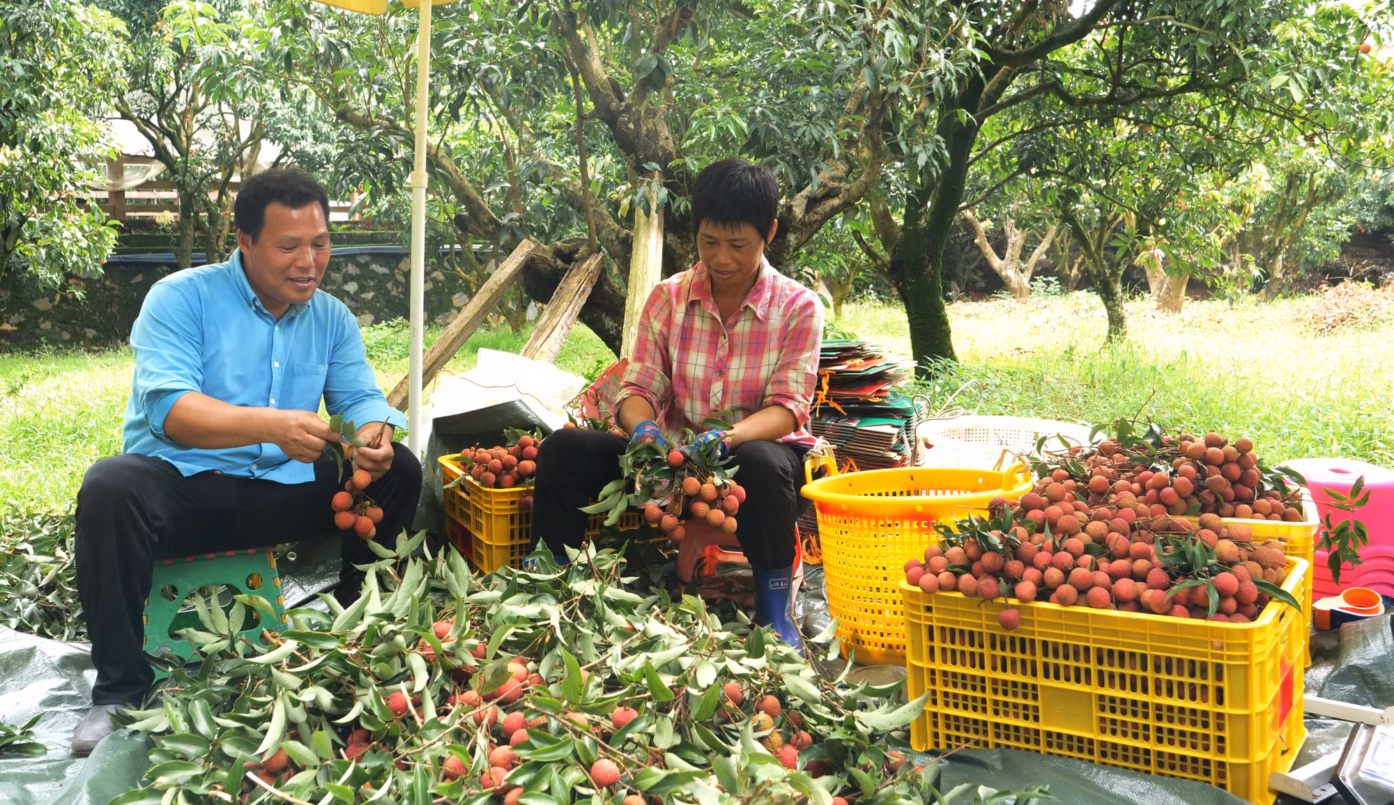 Người dân Mậu Danh thu hoạch vải thiều tại vườn.