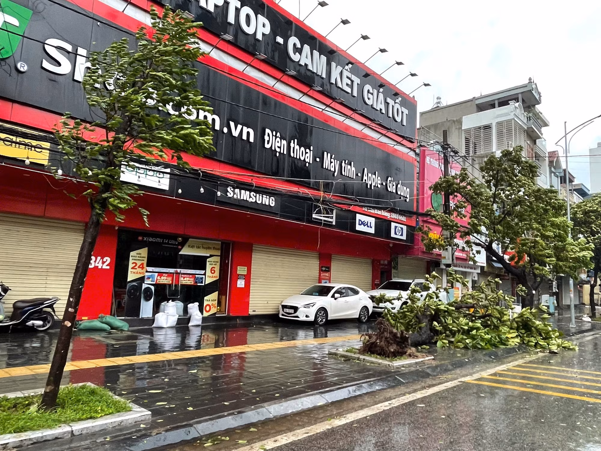 Cây xanh bật gốc trên hè phố Nam Định.