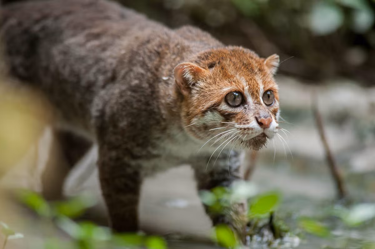 Mèo đầu dẹt Prionailurus planiceps. Ảnh: Rainforest Action Network. Mèo đầu dẹt Prionailurus planiceps. Ảnh: Rainforest Action Network.