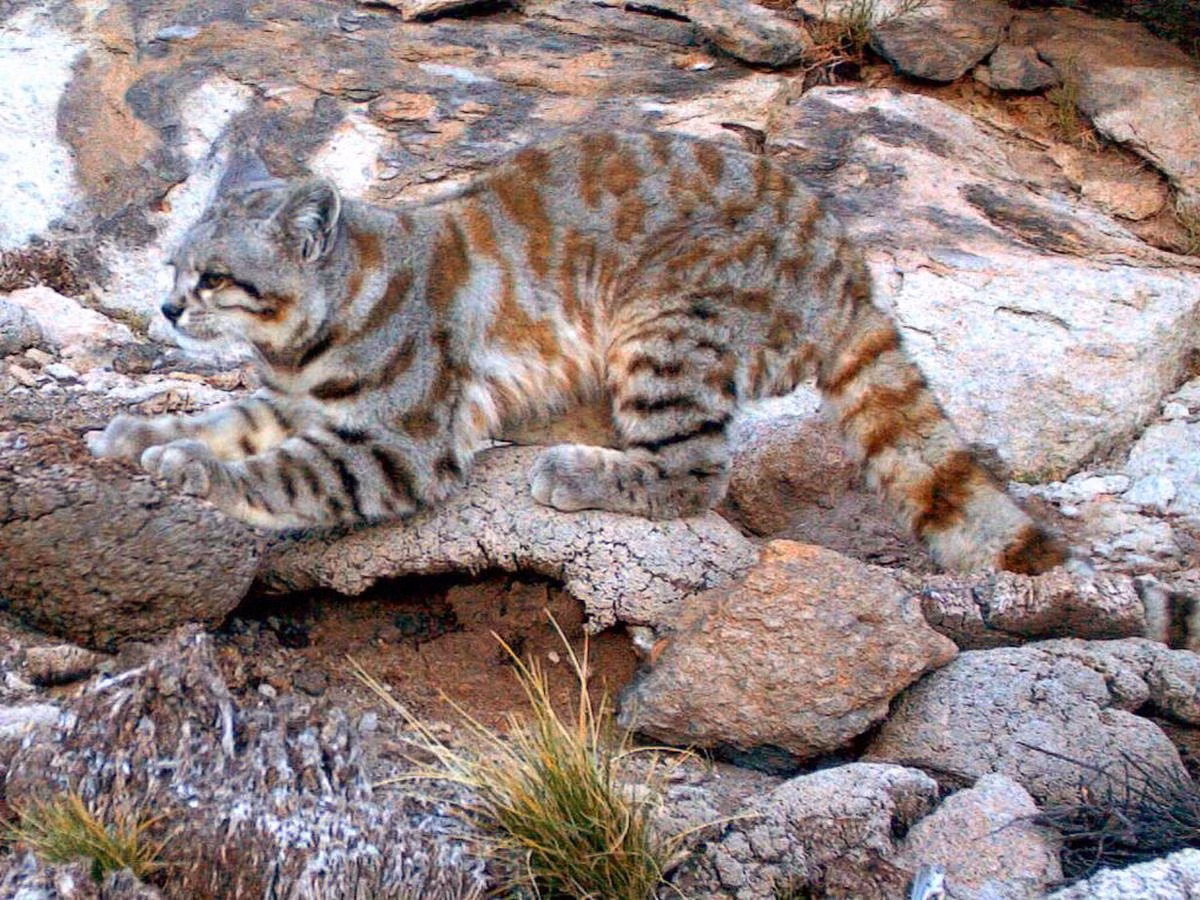 Mèo núi andes Leopardus jacobita. Ảnh: Alianza Gato Andino /AGA. Mèo núi andes Leopardus jacobita. Ảnh: Alianza Gato Andino /AGA.