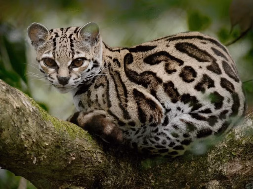 Mèo đốm margay, Ảnh: critterfacts. Mèo đốm margay, Ảnh: critterfacts.