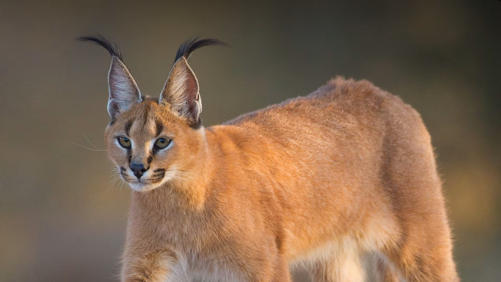 Linh miêu đồng cỏ Caracal caracal. Ảnh: San Diego Zoo. Linh miêu đồng cỏ Caracal caracal. Ảnh: San Diego Zoo.