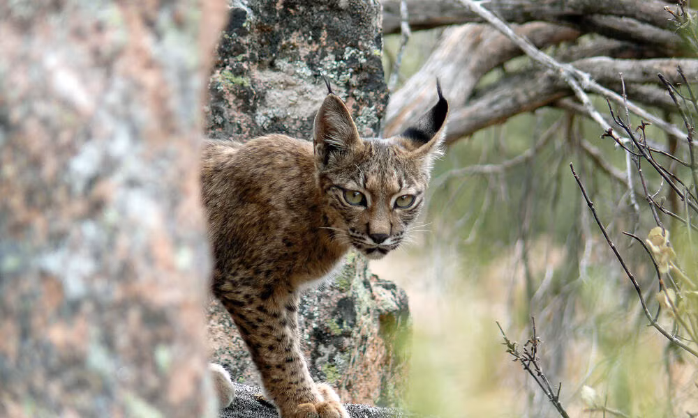 Linh miêu Iberia là loài mèo có nguy cơ tuyệt chủng cao nhất thế giới. Ảnh: WWF Linh miêu Iberia là loài mèo có nguy cơ tuyệt chủng cao nhất thế giới. Ảnh: WWF