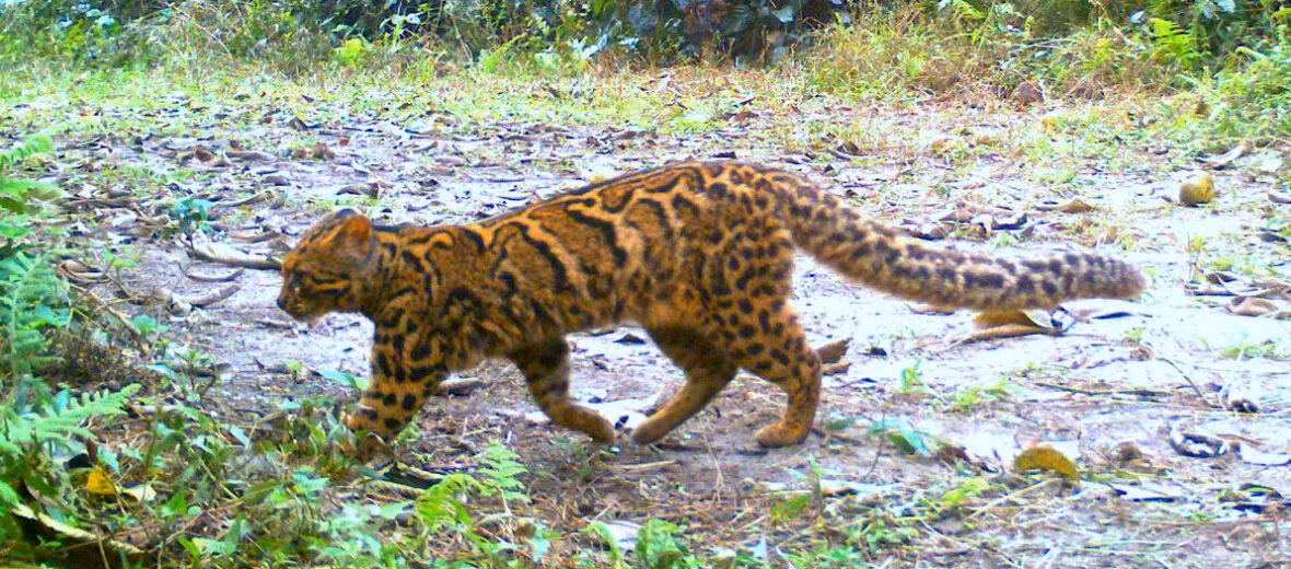 Mèo gấm Pardofelis marmorata. Ảnh: Critter.science. Mèo gấm Pardofelis marmorata. Ảnh: Critter.science.