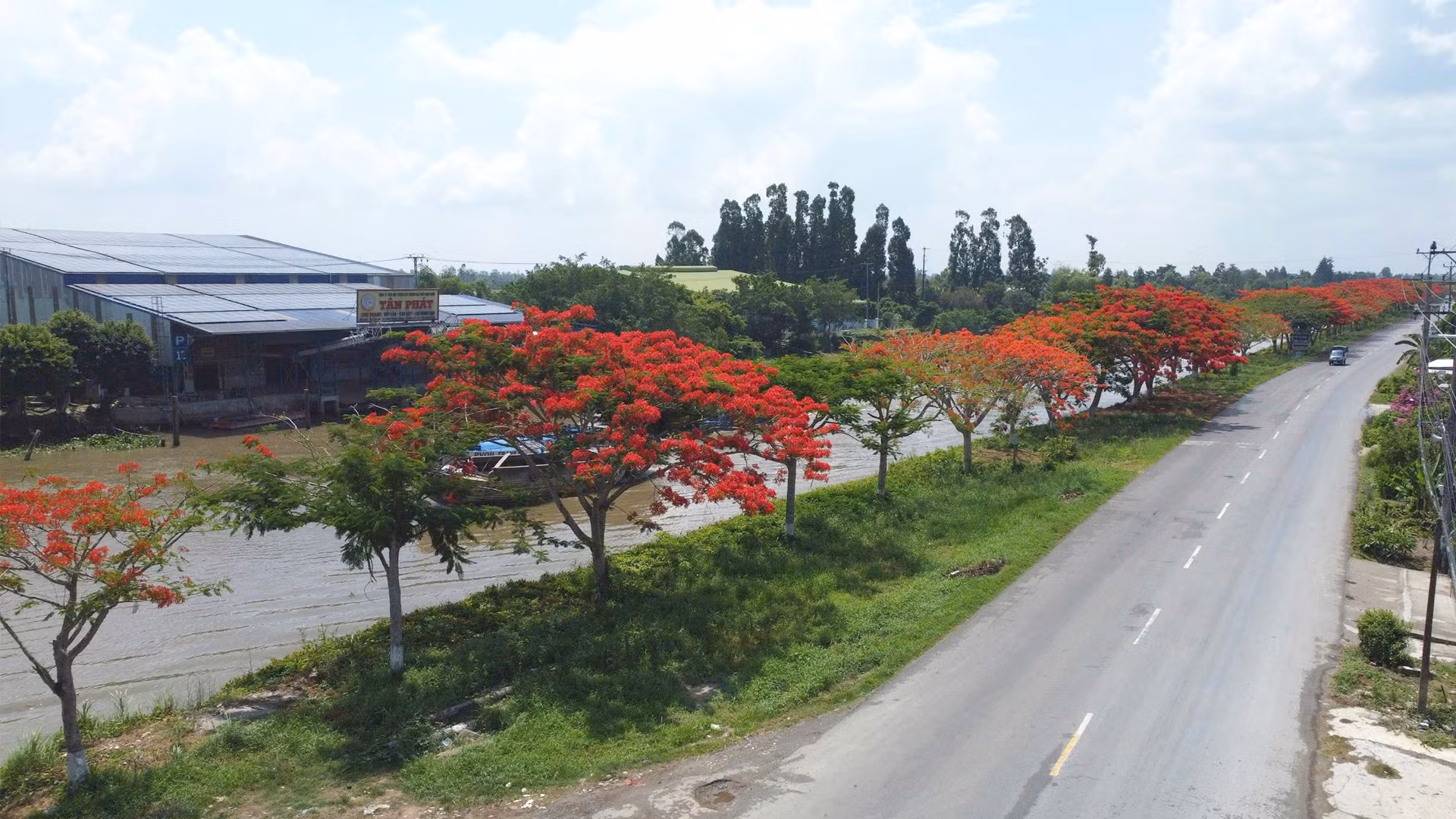 Người dân địa phương cho biết, năm nay hàng phượng vĩ trổ bông không đều như năm trước. (Ảnh tư liệu mùa hạ năm 2024). Người dân địa phương cho biết, năm nay hàng phượng vĩ trổ bông không đều như năm trước. (Ảnh tư liệu mùa hạ năm 2024).