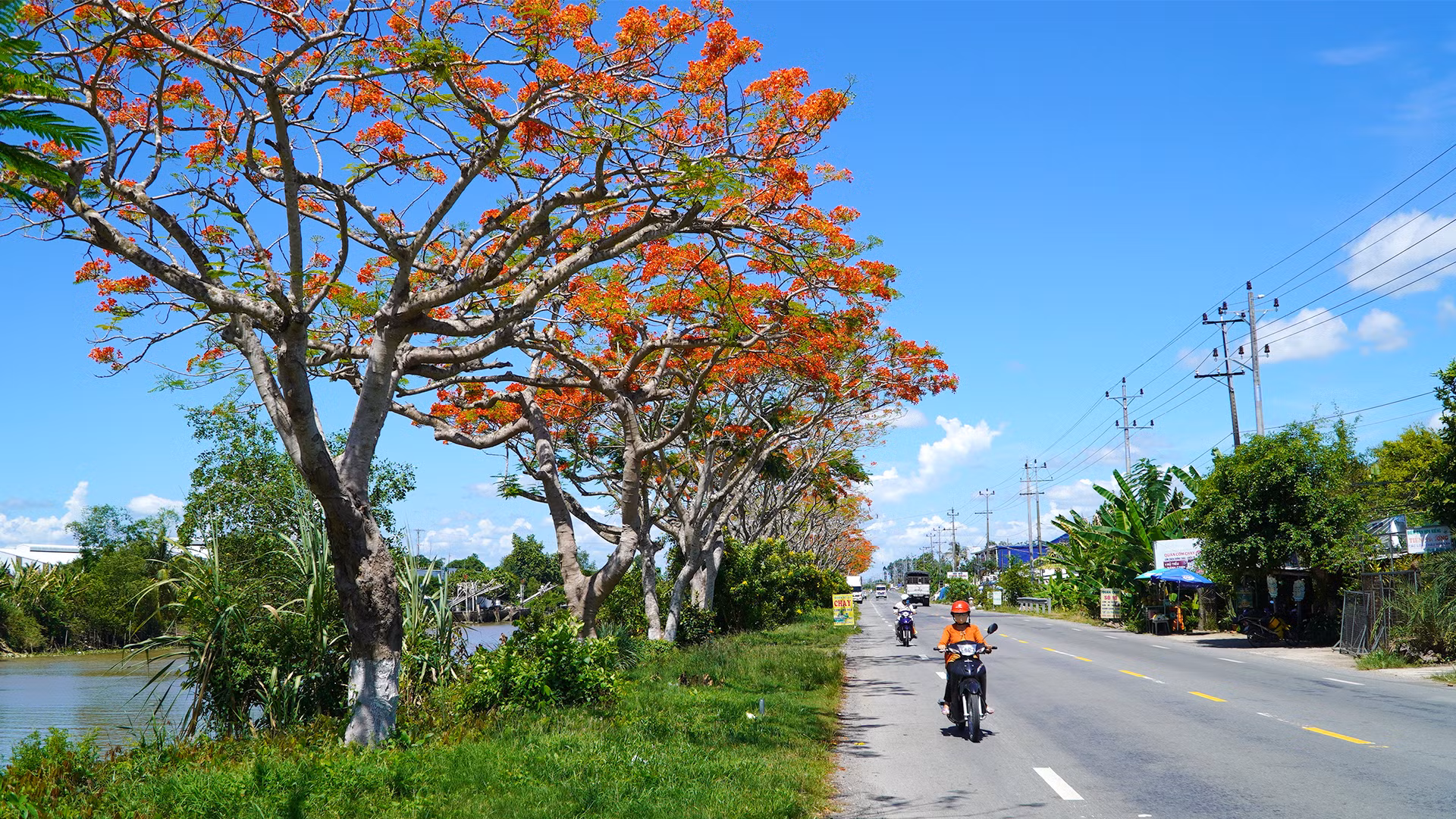 Con đường hoa phượng dài khoảng 4km, nằm ven tuyến quốc lộ 80, qua địa bàn xã Bình Thành, huyện Lấp Vò, tỉnh Đồng Tháp đang trổ bông. (Ảnh: HỮU NGHĨA)