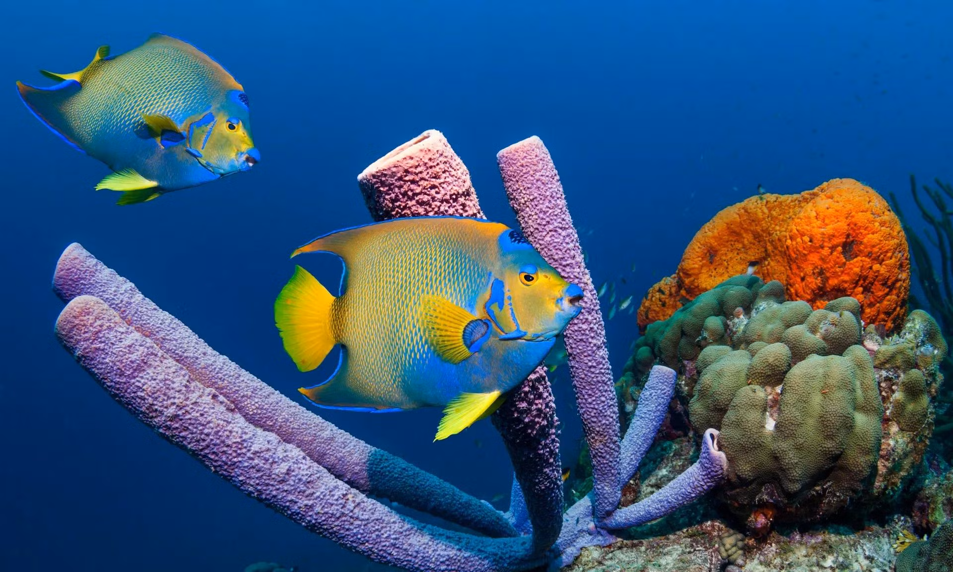 Cá thiên thần nữ hoàng (Holacanthus ciliaris) bơi quanh rạn san hô ở ngoài khơi quần đảo Antilles. (Ảnh: Getty Images)