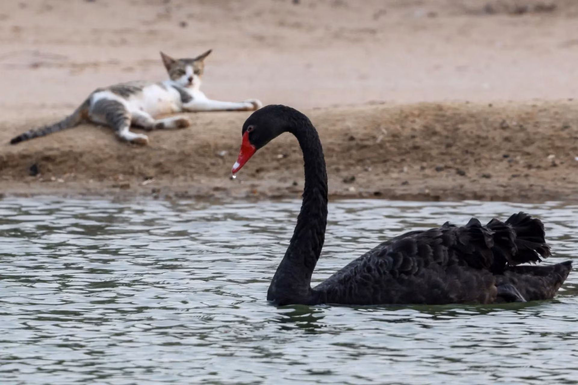 Một con thiên nga đen (Cygnus atratus) bơi trên sông al-Qudra ở Dubai, Các Tiểu vương quốc Ả Rập Thống nhất (UAE). (Ảnh: AFP/Getty Images)