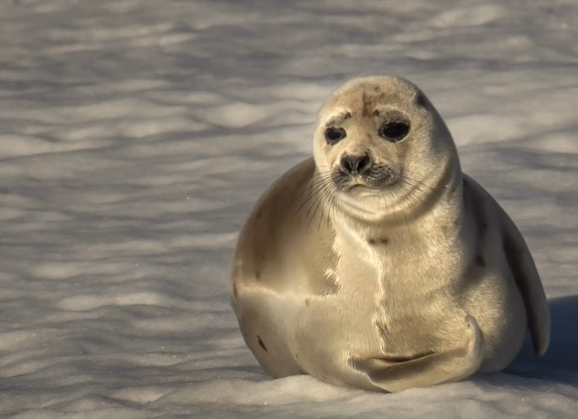 Hải cẩu râu trên mặt băng ở quần đảo Svalbard, Na Uy. Nếu nhiệt độ tiếp tục tăng, các sinh vật ở vùng Bắc Cực sẽ phải đối mặt với nguy mất môi trường sống. (Nguồn: Anadolu Agency/Getty Images) Hải cẩu râu trên mặt băng ở quần đảo Svalbard, Na Uy. Nếu nhiệt độ tiếp tục tăng, các sinh vật ở vùng Bắc Cực sẽ phải đối mặt với nguy mất môi trường sống. (Nguồn: Anadolu Agency/Getty Images)
