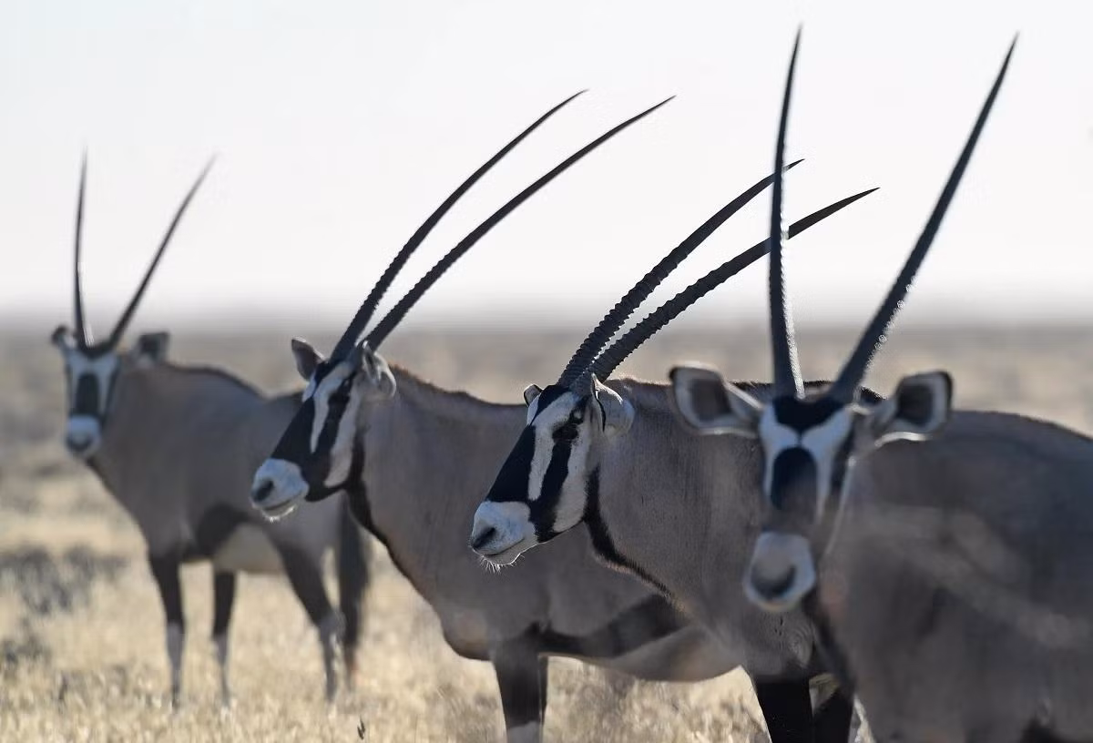 Linh dương Nam Phi ở Vườn quốc gia Etosha, Namibia. (Ảnh: Xinhua/REX/Shutterstock)