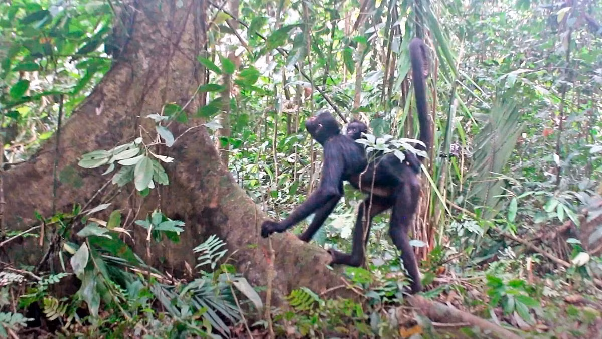 Ảnh đẹp động vật hoang dã trong tuần