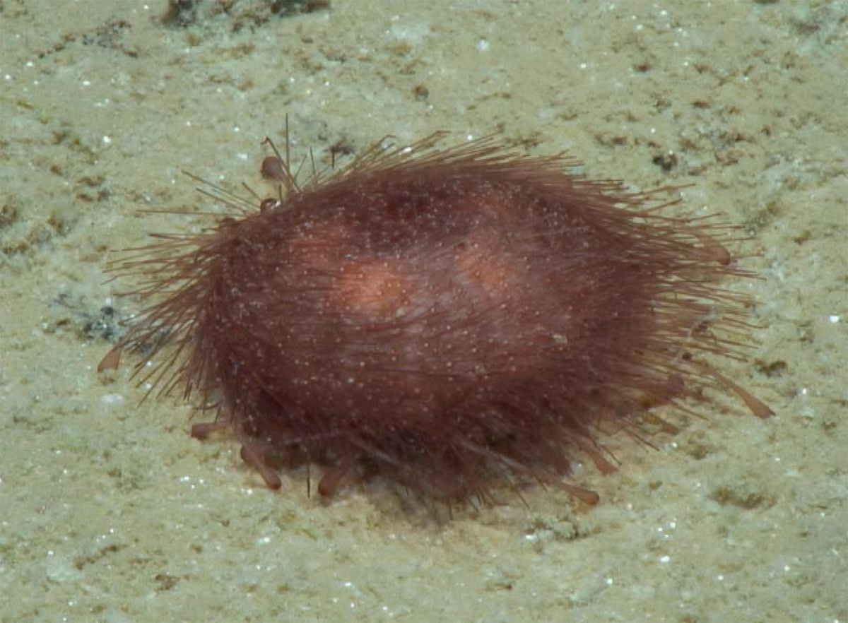 Nhím biển Kamptosoma abyssale.