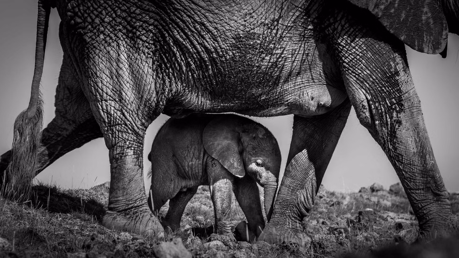 Giải bạc hạng mục “Ảnh đen trắng” - Voi con và mẹ, chụp tại vườn quốc gia Amboseli, Kenya. (Tác giả: Tom Way)