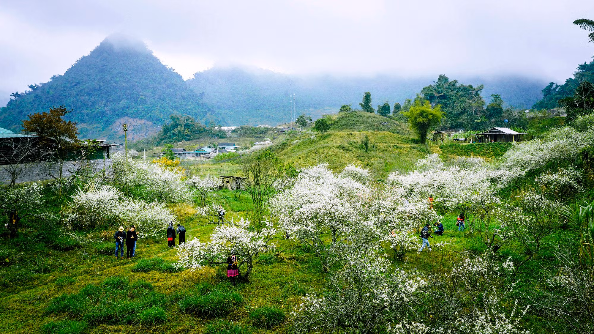 Thung lũng mận Mường Lống (Kỳ Sơn, Nghệ An).