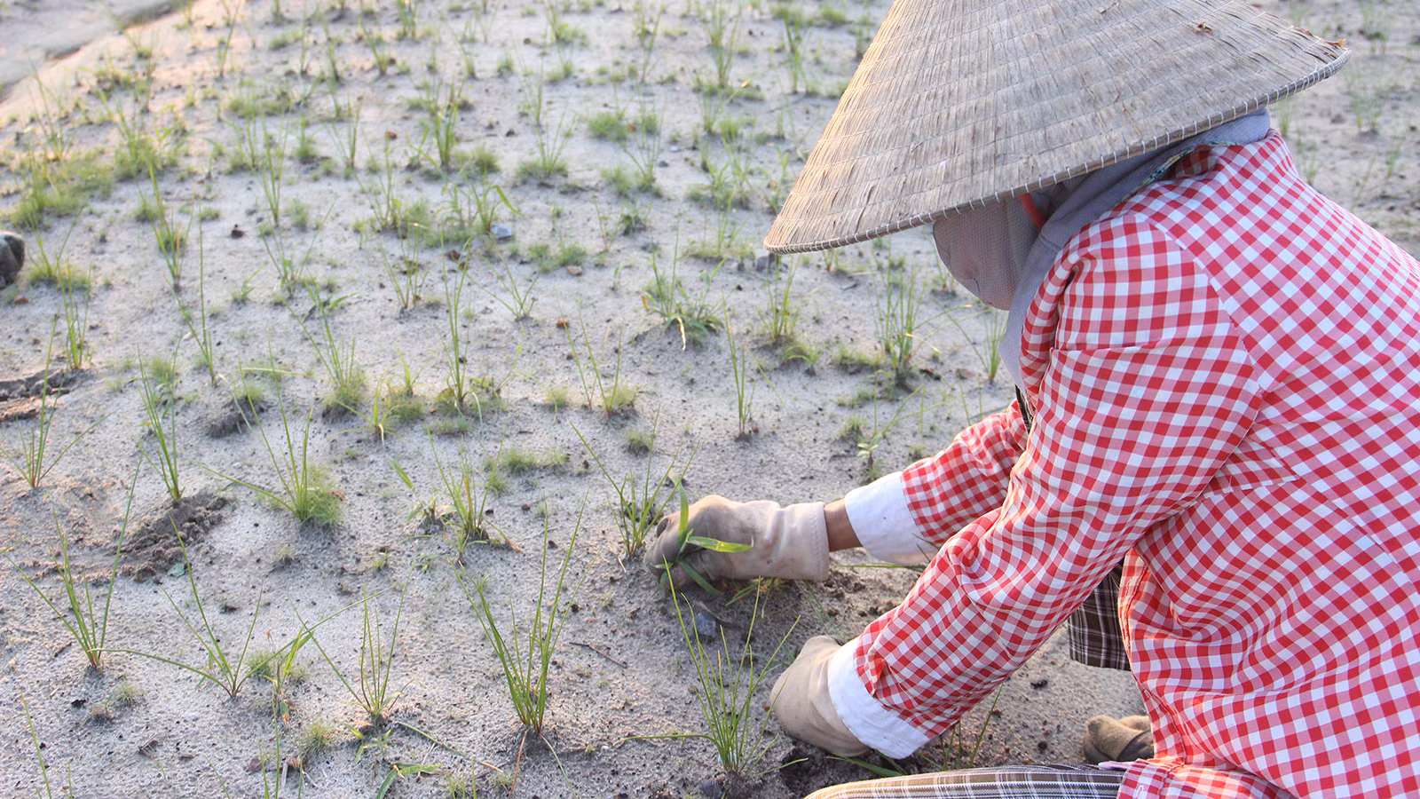 [Ảnh] Nông dân vào vụ trồng kiệu Tết ảnh 8