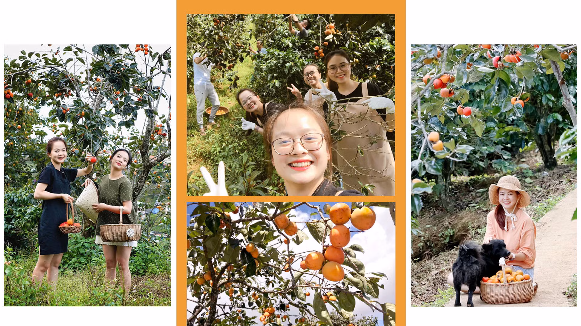 Khí hậu, vẻ đẹp thiên nhiên, cùng muôn loài hoa khoe sắc quanh năm... Đà Lạt tự nhiên hấp dẫn du khách. Những năm gần đây, mùa hồng phố núi đã mời gọi, quyến rũ những bước chân lữ khách. Khám phá, trải nghiệm và "check-in" vườn hồng đã trở thành "xu hướng" trong giới trẻ khi đến Đà Lạt mùa thu-đông.