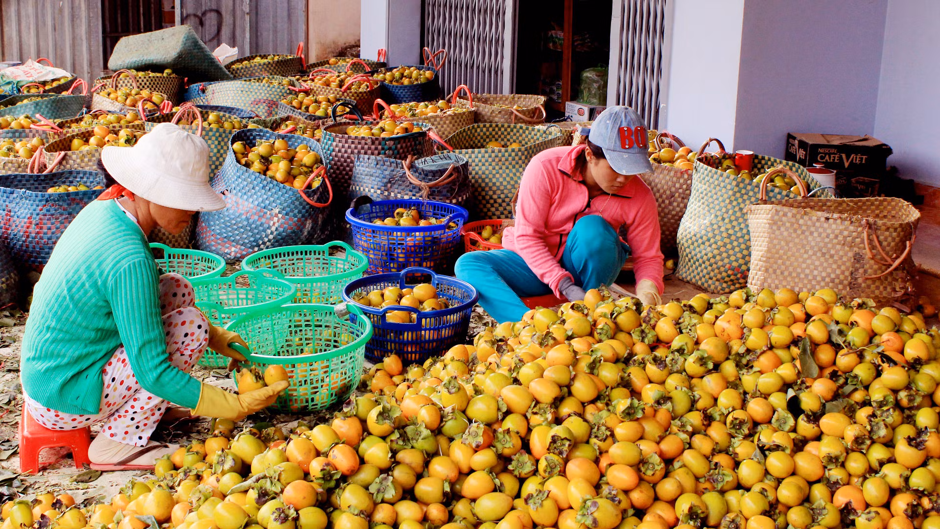 Những trái hồng Đà Lạt có hình dáng vuông, hoặc "hình trứng", vỏ mỏng và có vị ngọt thanh đặc trưng. Có lẽ, vì thế mà trái hồng Đà Lạt luôn được du khách ưa chuộng. Vào mùa thu hoạch, những trái hồng được chọn lựa, phân loại để bán quả tươi hoặc làm hồng sấy, hồng treo gió.