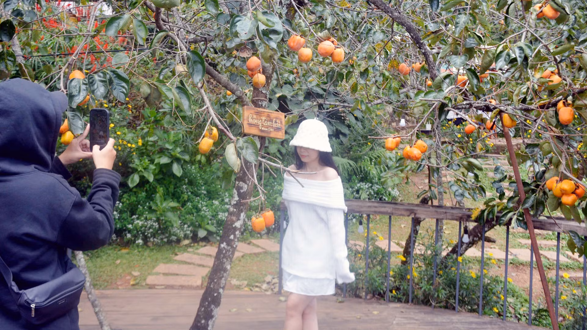 Hàng chục năm trước, có dịp rời xa nhịp điệu phố, về những vùng ven đô Đà Lạt và vùng phụ cận mùa thu, du khách sẽ được chiêm ngưỡng "những đốm lửa hồng" ở những nhà vườn. Giờ đây, cây hồng ăn quả được phát triển có chọn lọc, phù hợp điều kiện canh tác và đang trở thành trào lưu "du lịch vườn" của giới trẻ khi đến phố núi.