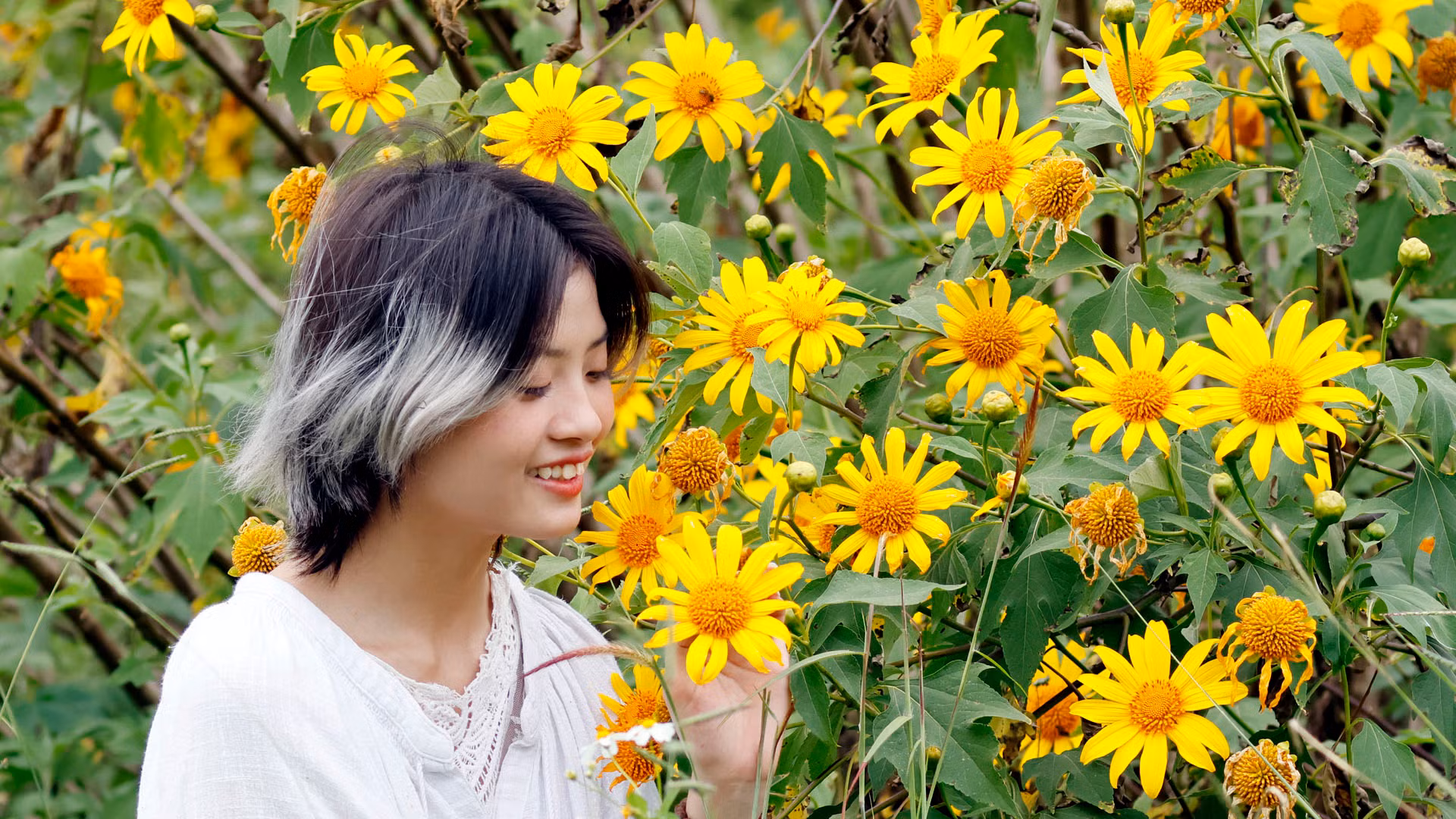 Mùa này, Đà Lạt không ở phố, nắng như đủ nắng, gió như đủ gió... mơn man đung đưa những khóm hoa vàng. Mùa này, miền cao nguyên Langbiang, cao nguyên Di Linh và xứ B'Lao... rạo rực như lời hò hẹn. Mùa này, Đà Lạt không ở phố, nắng như đủ nắng, gió như đủ gió... mơn man đung đưa những khóm hoa vàng. Mùa này, miền cao nguyên Langbiang, cao nguyên Di Linh và xứ B'Lao... rạo rực như lời hò hẹn.