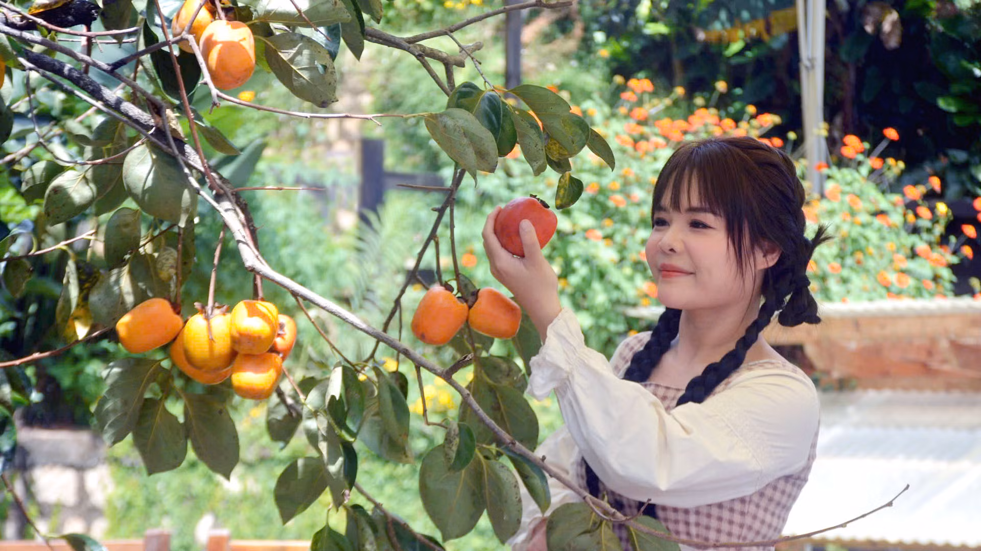 Cùng với trải nghiệm, dạo chơi trong những vườn hồng trĩu quả, du khách còn có cơ hội tự tay hái trái để làm những món ăn mà mình yêu thích.
