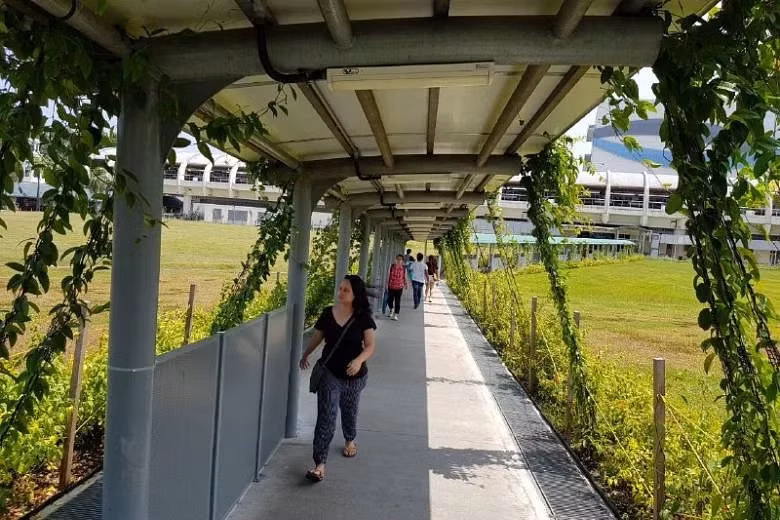 Cây hoa leo được trồng phủ trên mái một đường đi bộ có mái che nối tới ga tàu điện ngầm Pasir Ris, Singapore. (Ảnh: The Straits Times) Cây hoa leo được trồng phủ trên mái một đường đi bộ có mái che nối tới ga tàu điện ngầm Pasir Ris, Singapore. (Ảnh: The Straits Times)