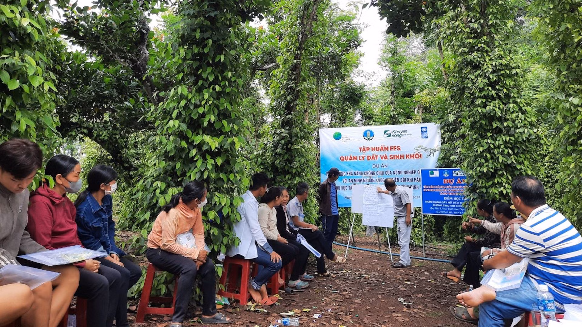 Hướng dẫn mô hình canh tác cây hồ tiêu theo hướng hữu cơ. Hướng dẫn mô hình canh tác cây hồ tiêu theo hướng hữu cơ.