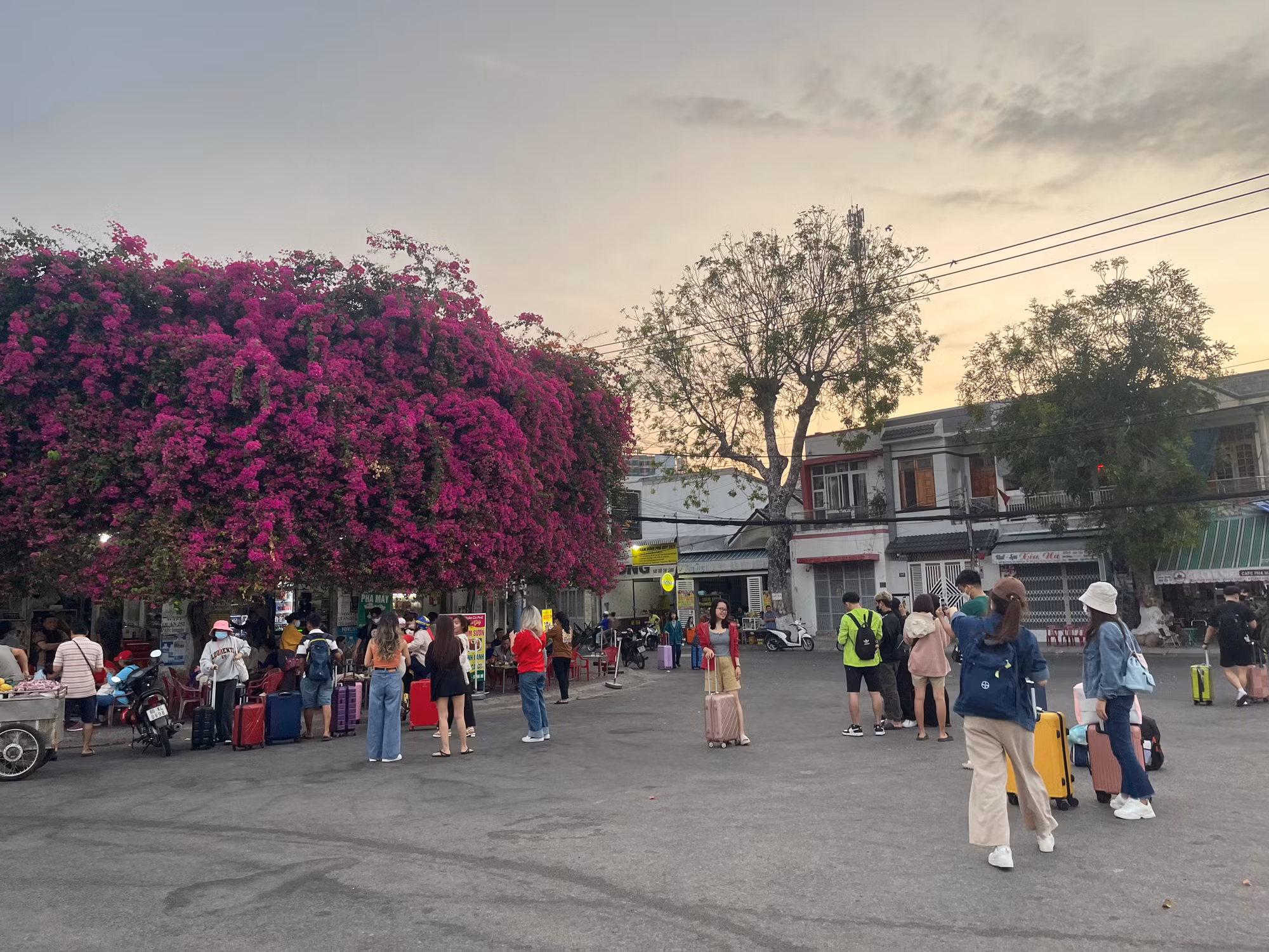 Nhiều du khách chụp hình với cây bông giấy tại Phan Thiết. Nhiều du khách chụp hình với cây bông giấy tại Phan Thiết.