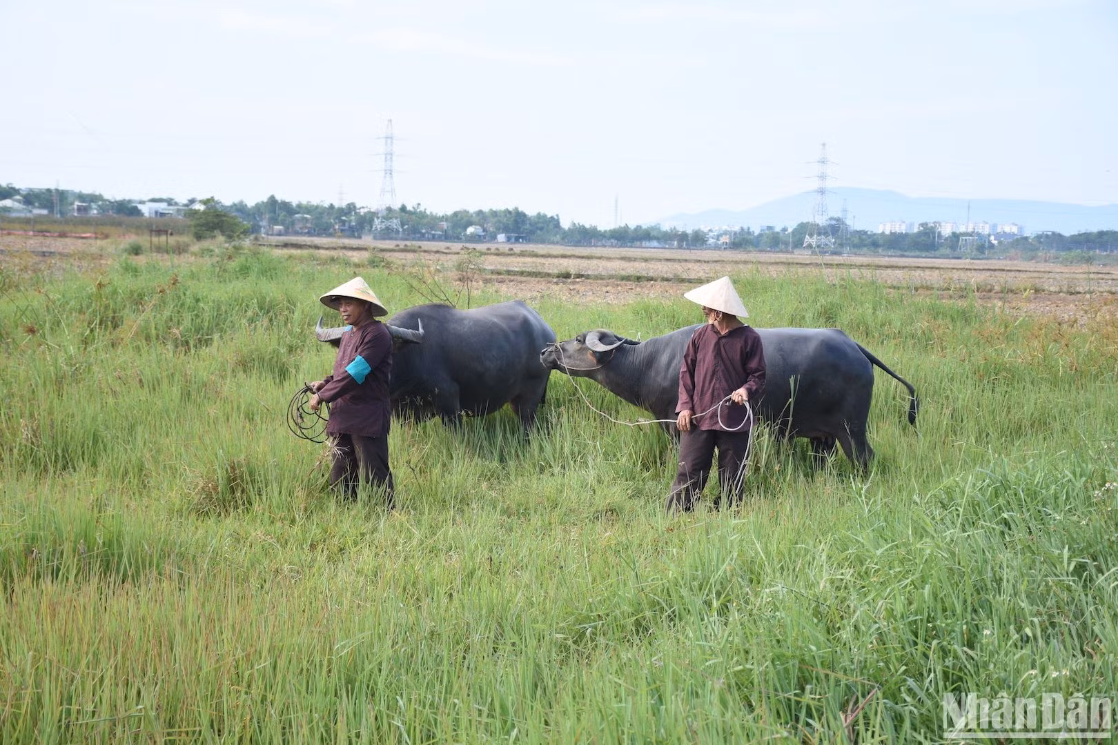Hình ảnh mục đồng chăn trâu trên cánh đồng được tái hiện tại không gian Lễ hội Mục đồng làng Phong Lệ năm 2024. (Ảnh: ANH ĐÀO)