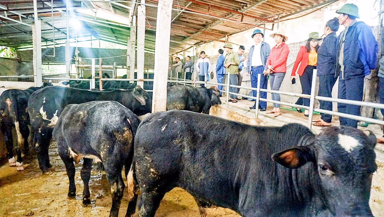 Mô hình chăn nuôi bò tuần hoàn ở xóm Phú Xuân, xã Nga My, huyện Phú Bình có hiệu quả kinh tế cao, đa giá trị