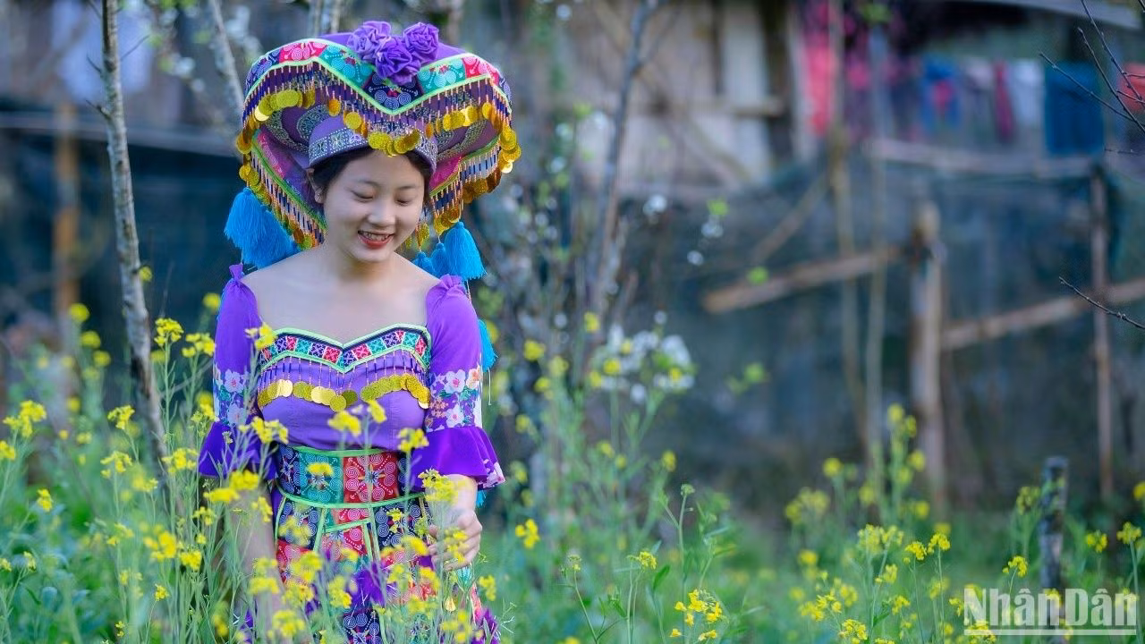 Mùa cải nương ở miền tây xứ Nghệ