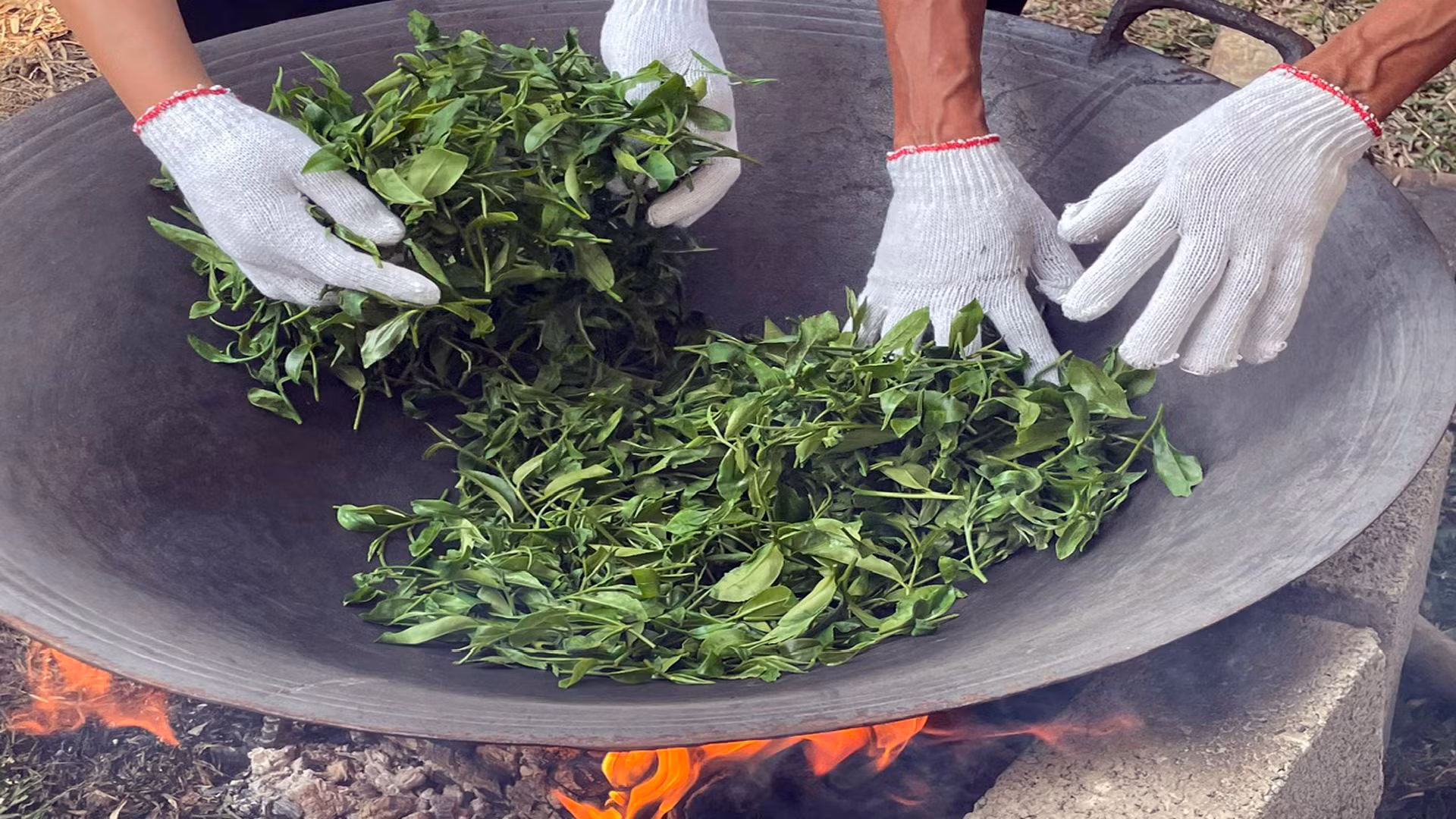 Những đôi tay khéo léo của người dân vùng chè và kinh nghiệm lâu năm sẽ cho ra những mẻ chè ngon, có giá trị kinh tế cao. Những đôi tay khéo léo của người dân vùng chè và kinh nghiệm lâu năm sẽ cho ra những mẻ chè ngon, có giá trị kinh tế cao.