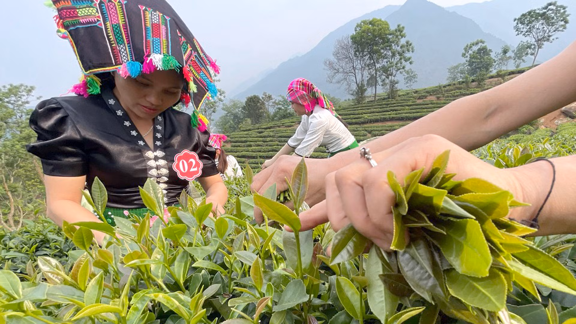 Chè đã mang lại thu nhập và cuộc sống ổn định cho gần 7.000 người dân ở các địa phương của Tân Uyên. Chè đã mang lại thu nhập và cuộc sống ổn định cho gần 7.000 người dân ở các địa phương của Tân Uyên.